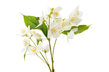 Fototapeta premium jasmine flower isolated