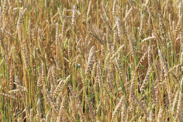 background of ripe wheat