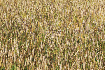 background of ripe wheat