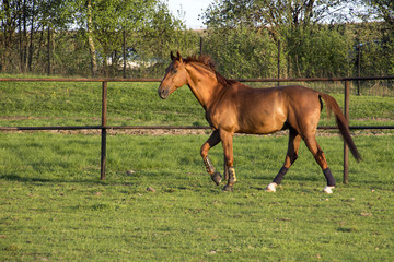 Obraz premium Рыжий конь