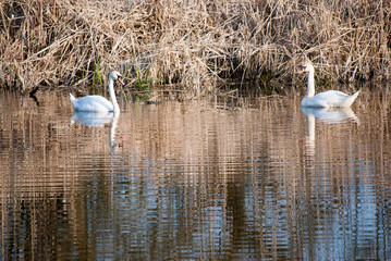 Pair of white swans swimming in Special Nature Reserve "Carska Bara" - Imperial pond