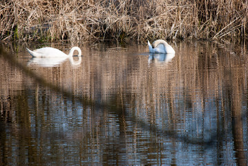 Pair of white swans swimming in Special Nature Reserve "Carska Bara" - Imperial pond