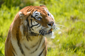 Portrait of tiger (Panthera tigris)