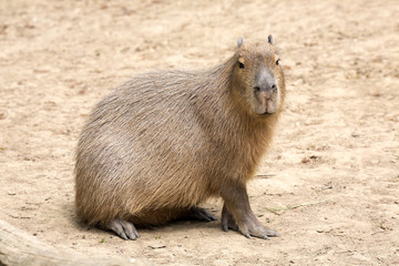 Hydrochoerus hydrochaeris Capybara, the largest rodent