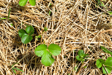 Erdbeeren