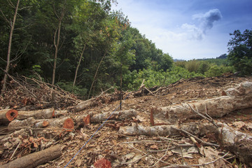 Deforestation environmental problem, rain forest destroyed for oil palm plantations