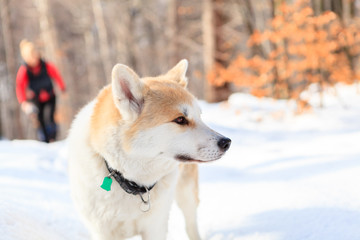 Woman hiking in winter forest with akita dog.