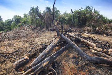 Deforestation environmental problem, rain forest destroyed for oil palm plantations