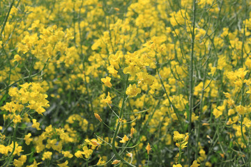 Rapsblüte