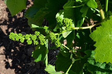 Uva in maturazione