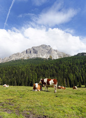 Fototapeta na wymiar Cows on pasture near Misurina lake , Italy, September 2015