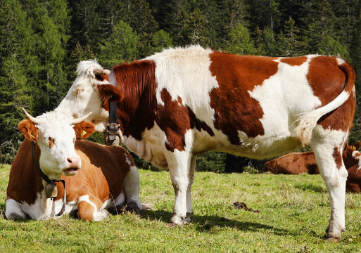 Cows on pasture near Misurina lake , Italy, September 2015.