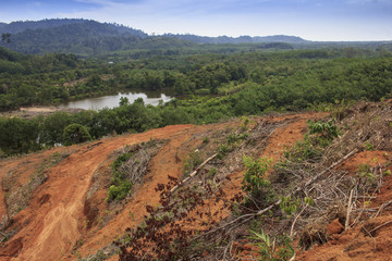 Fototapeta premium Deforestation environmental problem, rain forest destroyed for oil palm plantations