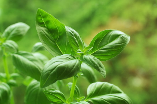 Green Fresh Basil