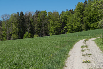 Waldrand mit Wiese und Feldweg
