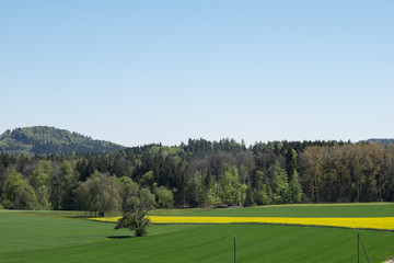 Rapsfeld mit Wiesen Waldrand und Hügl