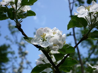 blooming apple-tree