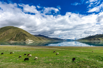 Green pasture near Yamdrok lake in Tibet, China © vladimirzhoga