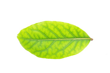 leaf herb laurel