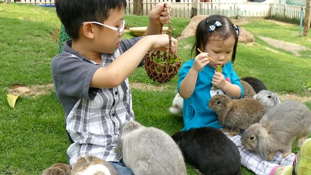 Asian Children playing with pet bunny
