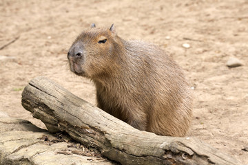 Naklejka na ściany i meble Hydrochoerus hydrochaeris Capybara, the largest rodent