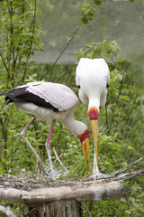 Yellow - billed Storkress, Mycteria ibis, on a nest