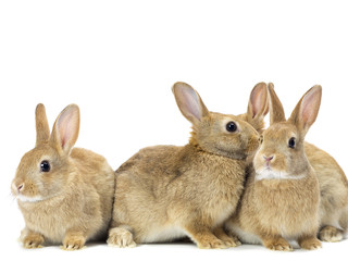 three rabbits