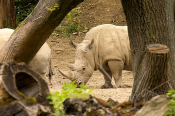 Southern White Rhinoceros, Ceratotherium s.  simum, all 5 of the rhino species most sociable
