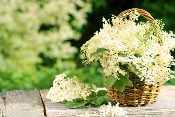 elder, Holunder, Holunderblüten, im Körbchen, vor Holunderstrauch, Copyspace