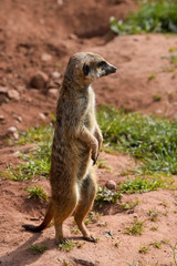 Meerkat stands guard