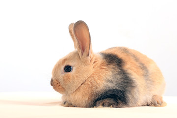 bunny rabbit
