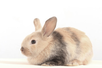 Obraz premium bunny rabbit