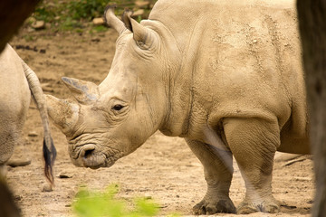 Obraz premium Southern White Rhinoceros, Ceratotherium s. simum, all 5 of the rhino species most sociable