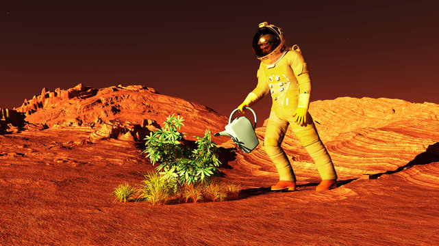 The plant image on Mars 3D illustration