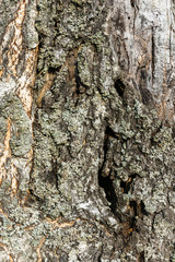 The texture of the tree bark.