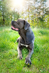 Cane corso, italian mastiff dog