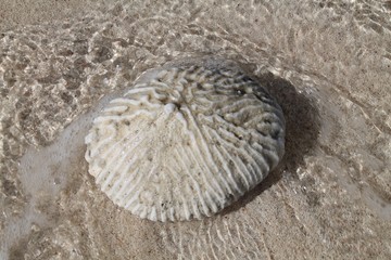 Brain coral on the shore