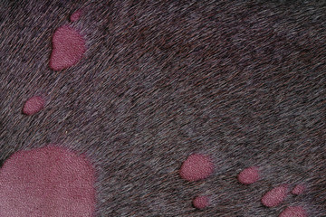Fototapeta na wymiar purple leather texture