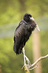 African openbill, Anastomus lamelligerus, have a typical beak