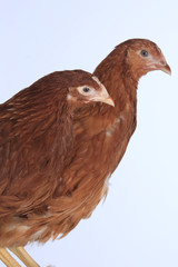 pair of chickens