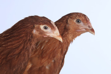 pair of chickens