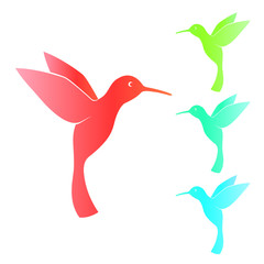 Colibri, hummingbird, isolated on white, vector illustration