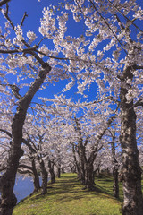 五稜郭公園内の桜の花