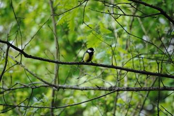 Mésange