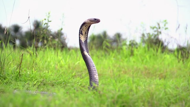 Monocle Cobra in Everglades 
