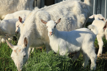 Fototapeta premium Goat with kids on a meadow
