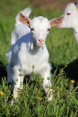 Obraz premium goatling on a meadow