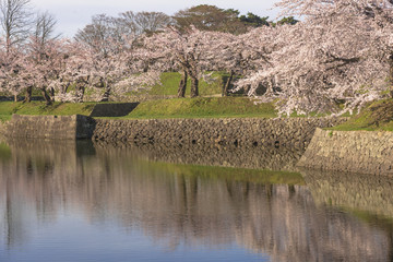 五稜郭公園内の桜の花