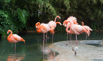 Flamingo in the Zoo