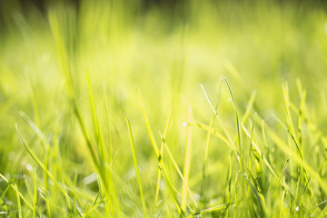 Трава в солнечном свете